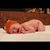 Jackie Nelson's profile image