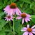 Joan Biller's profile image