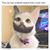 Deb Bean Cottrell's profile image