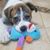 Aud Ant Braccio's profile image