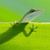 Holly Shogren's profile image