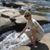 Suzy Harper Hill's profile image