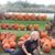 Marie Hartman Lindahl's profile image