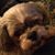 Sheila Norman's profile image