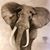 Donelle MacLaren's profile image