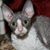 Lisa Klamut's profile image