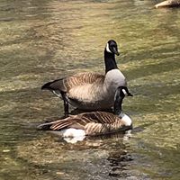 Janet N David Reno's profile image