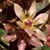 Tina Pate-Smith's profile image