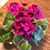 Verna Tilman's profile image