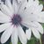 Paula Lamoureux's profile image