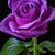 Renee Hill's profile image