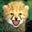 Dave G's profile image