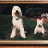 DogRules's profile image