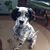 Nellie Gaye Dame's profile image