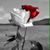 Pamela Marie's profile image