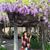 Merrel Ann Camu-Antonio's profile image