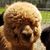 Denise Pipitone-Suttle's profile image