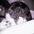 Letisha Frias's profile image
