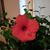 Darlene Shoun's profile image