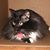 Tara Bear Trygstad's profile image