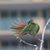 Sandy Parmelee's profile image