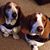 Pete Fred Bassett Hounds's profile image