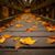 Michelle Diane Rice's profile image
