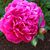 Nancy Connors's profile image