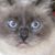 Joan Scott's profile image