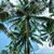 Bellarena Casuto's profile image