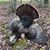 Rodney Middlebrooks's profile image