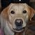 Laurene Hughes Waltman's profile image