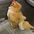 Brittany Elledge's profile image