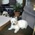 Sher Moya's profile image