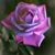 Demetrice Buckson Glover's profile image