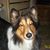 Shelley Lawrence's profile image