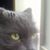 Danny Davis's profile image