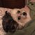 Coreen M. Haggerty's profile image