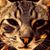 Alain Jaggli's profile image