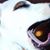 Brnd Az's profile image