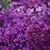 Lori Ann Abramson's profile image