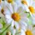 Kathy Mentzer's profile image