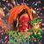 Elaine Sinnott-Gambrell's profile image