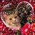 Diane Piper's profile image