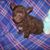 Laura Barilla's profile image