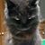 Nichelle Rohrbaugh Knobloch's profile image