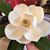Mary Ann Neal Irby's profile image