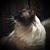 Carol Parker's profile image