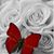 Sonia Romero's profile image