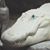 Steve Futrell's profile image